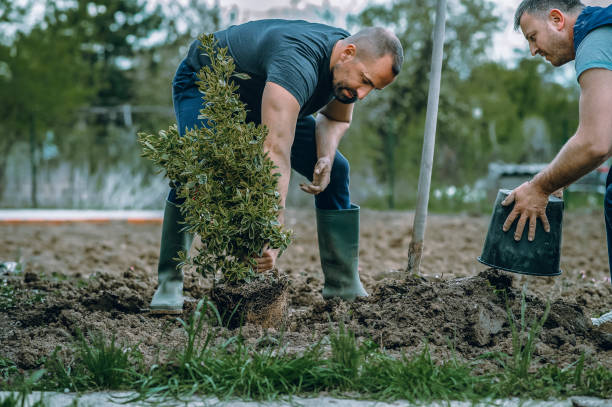 Best Tree Branch Trimming  in USA